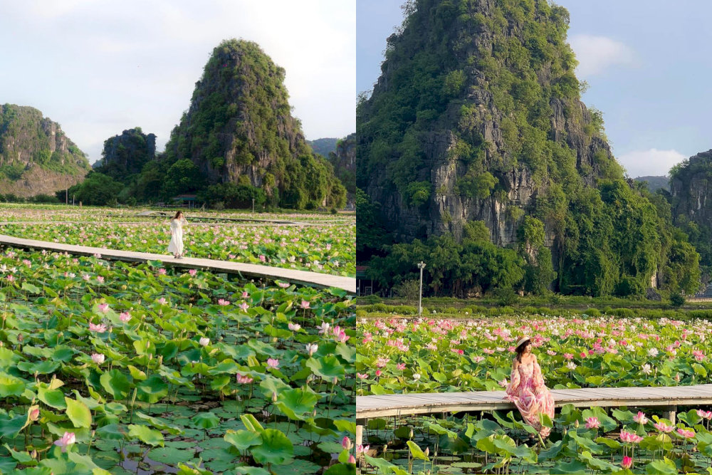 Tourists are capturing the serene beauty of the Lotus Pond 